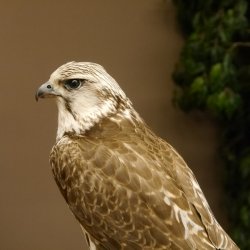 Ger - Saker - Falke Präparat präpariert Tierpräparat Standsockel mit Genehmigung zum Verkauf