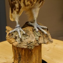 Ger - Saker - Falke Präparat präpariert Tierpräparat Standsockel mit Genehmigung zum Verkauf