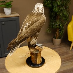 Ger - Saker - Falke Präparat präpariert Tierpräparat Standsockel mit Genehmigung zum Verkauf