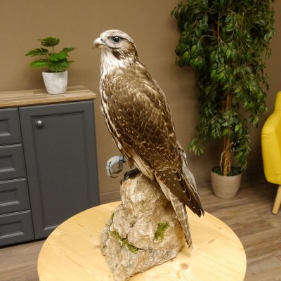 Saker - Gerfalke Präparat präpariert Tierpräparat auf Dekostein mit Genehmigung zum Verkauf