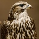 Saker - Gerfalke Präparat präpariert Tierpräparat auf Dekostein mit Genehmigung zum Verkauf