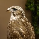 Saker - Gerfalke Präparat präpariert Tierpräparat auf Dekostein mit Genehmigung zum Verkauf