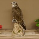 Saker - Gerfalke Präparat präpariert Tierpräparat auf Dekostein mit Genehmigung zum Verkauf