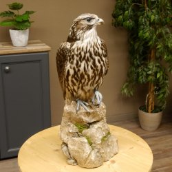 Saker - Gerfalke Präparat präpariert Tierpräparat auf Dekostein mit Genehmigung zum Verkauf