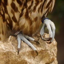 Saker - Gerfalke Präparat präpariert Tierpräparat auf Dekostein mit Genehmigung zum Verkauf