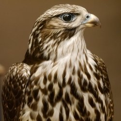 Saker - Gerfalke Präparat präpariert Tierpräparat auf Dekostein mit Genehmigung zum Verkauf