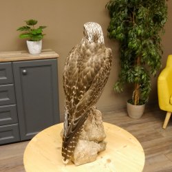 Saker - Gerfalke Präparat präpariert Tierpräparat auf Dekostein mit Genehmigung zum Verkauf