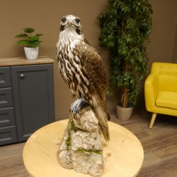 Saker - Gerfalke Präparat präpariert Tierpräparat auf Dekostein mit Genehmigung zum Verkauf