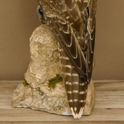 Saker - Gerfalke Präparat präpariert Tierpräparat auf Dekostein mit Genehmigung zum Verkauf