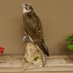 Saker - Gerfalke Präparat präpariert Tierpräparat auf Dekostein mit Genehmigung zum Verkauf
