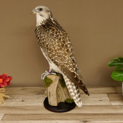 Halcón gerifalte con una perdiz de los matorrales como presa. Espécimen disecado. Halcón disecado. Taxidermia. Con permiso para la venta.