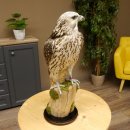 Halcón gerifalte con una perdiz de los matorrales como presa. Espécimen disecado. Halcón disecado. Taxidermia. Con permiso para la venta.