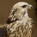 Halcón gerifalte con una perdiz de los matorrales como presa. Espécimen disecado. Halcón disecado. Taxidermia. Con permiso para la venta.