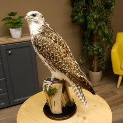 Halcón gerifalte con una perdiz de los matorrales como presa. Espécimen disecado. Halcón disecado. Taxidermia. Con permiso para la venta.
