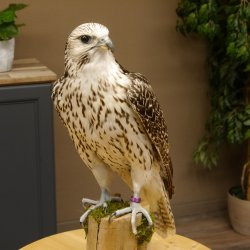 Halcón gerifalte con una perdiz de los matorrales como presa. Espécimen disecado. Halcón disecado. Taxidermia. Con permiso para la venta.