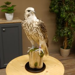 Halcón gerifalte con una perdiz de los matorrales como presa. Espécimen disecado. Halcón disecado. Taxidermia. Con permiso para la venta.
