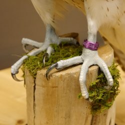 Halcón gerifalte con una perdiz de los matorrales como presa. Espécimen disecado. Halcón disecado. Taxidermia. Con permiso para la venta.