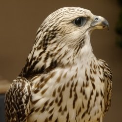 Halcón gerifalte con una perdiz de los matorrales como presa. Espécimen disecado. Halcón disecado. Taxidermia. Con permiso para la venta.