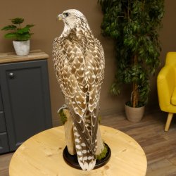 Halcón gerifalte con una perdiz de los matorrales como presa. Espécimen disecado. Halcón disecado. Taxidermia. Con permiso para la venta.