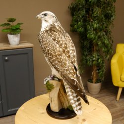 Halcón gerifalte con una perdiz de los matorrales como presa. Espécimen disecado. Halcón disecado. Taxidermia. Con permiso para la venta.