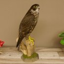 Halcón gerifalte con una perdiz de los matorrales como presa. Espécimen disecado. Halcón disecado. Taxidermia. Con permiso para la venta.