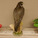 Halcón gerifalte con una perdiz de los matorrales como presa. Espécimen disecado. Halcón disecado. Taxidermia. Con permiso para la venta.