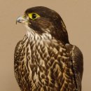 Halcón gerifalte con una perdiz de los matorrales como presa. Espécimen disecado. Halcón disecado. Taxidermia. Con permiso para la venta.