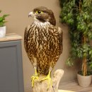 Halcón gerifalte con una perdiz de los matorrales como presa. Espécimen disecado. Halcón disecado. Taxidermia. Con permiso para la venta.
