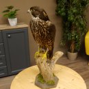 Halcón gerifalte con una perdiz de los matorrales como presa. Espécimen disecado. Halcón disecado. Taxidermia. Con permiso para la venta.