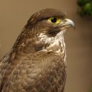 Halcón gerifalte con una perdiz de los matorrales como presa. Espécimen disecado. Halcón disecado. Taxidermia. Con permiso para la venta.