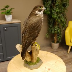 Halcón gerifalte con una perdiz de los matorrales como presa. Espécimen disecado. Halcón disecado. Taxidermia. Con permiso para la venta.