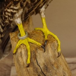 Halcón gerifalte con una perdiz de los matorrales como presa. Espécimen disecado. Halcón disecado. Taxidermia. Con permiso para la venta.