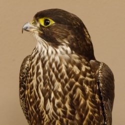 Halcón gerifalte con una perdiz de los matorrales como presa. Espécimen disecado. Halcón disecado. Taxidermia. Con permiso para la venta.