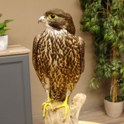 Halcón gerifalte con una perdiz de los matorrales como presa. Espécimen disecado. Halcón disecado. Taxidermia. Con permiso para la venta.