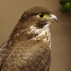 Halcón gerifalte con una perdiz de los matorrales como presa. Espécimen disecado. Halcón disecado. Taxidermia. Con permiso para la venta.