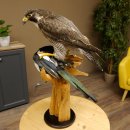 Faucon pèlerin empaillé mâle sur...