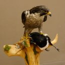 Faucon pèlerin empaillé mâle sur socle, autorisation de vente accordée