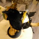 Faucon pèlerin empaillé mâle sur socle, autorisation de vente accordée