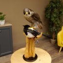 Faucon pèlerin empaillé mâle sur socle, autorisation de vente accordée