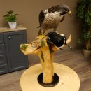 Faucon pèlerin empaillé mâle sur socle, autorisation de vente accordée