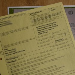 Faucon pèlerin empaillé mâle sur socle, autorisation de vente accordée