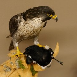 Faucon pèlerin empaillé mâle sur socle, autorisation de vente accordée