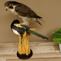 Faucon pèlerin empaillé mâle sur socle, autorisation de vente accordée