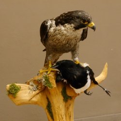 Faucon pèlerin empaillé mâle sur socle, autorisation de vente accordée