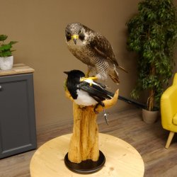 Faucon pèlerin empaillé mâle sur socle, autorisation de vente accordée