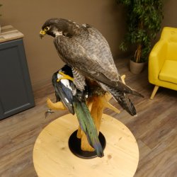 Faucon pèlerin empaillé mâle sur socle, autorisation de vente accordée
