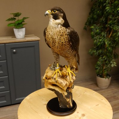 Faucon pèlerin empaillé mâle sur socle, autorisation de vente accordée