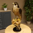 Faucon pèlerin empaillé mâle sur...