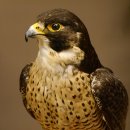 Faucon pèlerin empaillé mâle sur socle, autorisation de vente accordée