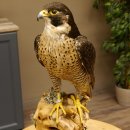 Faucon pèlerin empaillé mâle sur socle, autorisation de vente accordée